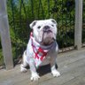 Dean Evans's profile picture