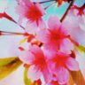 ななままわがまま profil fotoğrafı
