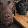 Profilbild von NancyandLottie