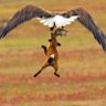 🐾Лиса и ещё 102 вируса's profile picture