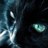 こネコ℗ profil fotoğrafı
