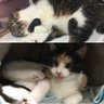 み〜&よう(よう&み〜からのお引越し)😸's profile picture