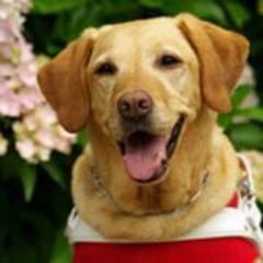 日本ライトハウス　盲導犬訓練所's profile picture