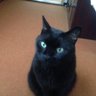 黒猫 profil fotoğrafı