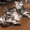 ささ's profile picture