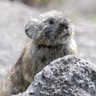 Фото профиля うなぎねこ