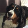 Kai Lillstrang profil fotoğrafı