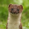 Profilbild von Tim Thurlow