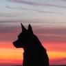 Charlotte @HeelerHoney ✝️🇺🇸🇮🇱🎗️ profil fotoğrafı
