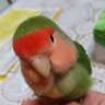 ぐりもん profil fotoğrafı