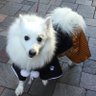 schan-schan's profile picture