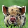 SwineTiger™ profil fotoğrafı