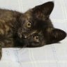 ねこやまにゃんこ's profile picture