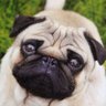 エルナト's profile picture