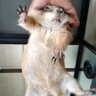 CLIFF SHU immi 的头像