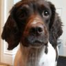 Nugget's profile picture