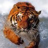 Shair MNS's profile picture