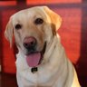 Dogeshib profil fotoğrafı