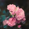 Фото профиля ﮼الهاشمي✨