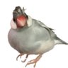 Profilbild von サクオさんのツイート