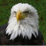 mexnusa2's profile picture