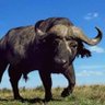 Profilbild von Njakaza’Bukhali.