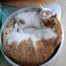 アラキン profil fotoğrafı