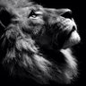 Leo's profile picture