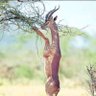 Фото профиля بنت المحظوظه