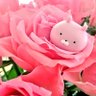 ✽ まきまる ✽ profil fotoğrafı