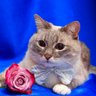 Sol Racht's profile picture