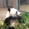 lemon's profile picture