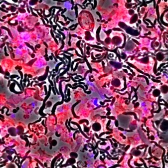 Collet Lab's profile picture
