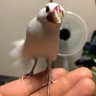 かかぽちゃん🇺🇦((꜆꜄•௰•)꜆꜄꜆»ｼｭｯｼｭｯ 的头像