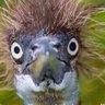 xinuxano66's profile picture