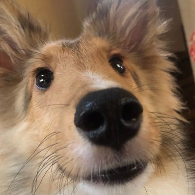 らいとくん's profile picture