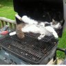 Profilbild von De olho nos Gatos