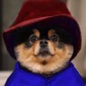 たろ吉(メスのポメ)の飼い主 profil fotoğrafı
