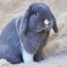 Profilbild von Notahappybunny.com