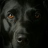 Perrito con Ropa's profile picture