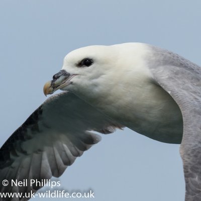 Neil Phillips's profile picture