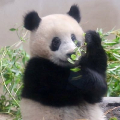 na_pandaski's profile picture