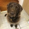 🇺🇦🇵🇸Respectful commentary hound from Kuringgai profil fotoğrafı
