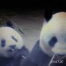 coco_xiang2 profil fotoğrafı