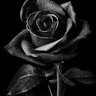 M.A's profile picture