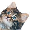 лениво profil fotoğrafı