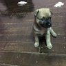 Pooklunla2520 profil fotoğrafı
