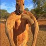 Фото профиля Golden_Kangaroo1