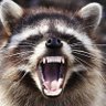 Rabid Raccoon profil fotoğrafı