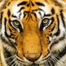 (((𝖑𝖎𝖘𝖘𝖆))) 🇮🇱's profile picture